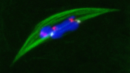 McKim Lab