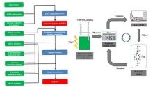 Metabolism