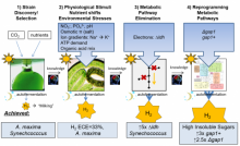 bioenergy