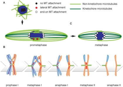 biorientation model