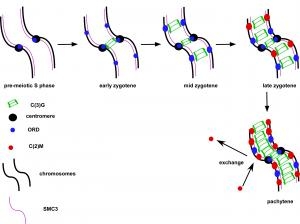 cohesion proteins
