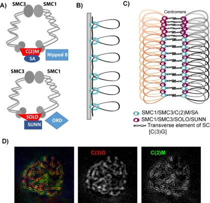 cohesion-SC model