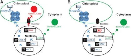Elimination of ACC2 function makes plastid transformation efficient in Arabidopsis. Based on Fig. 1 in Yu et al. Plant Physiol. 175: 186-193, 2017.