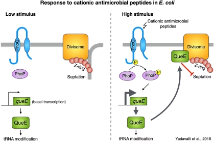 Response to cationic antimicrobial peptides in E. coli