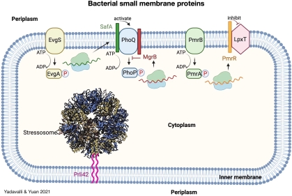 Bacterial small membrane proteins