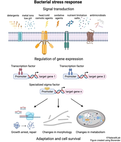 Bacterial stress response